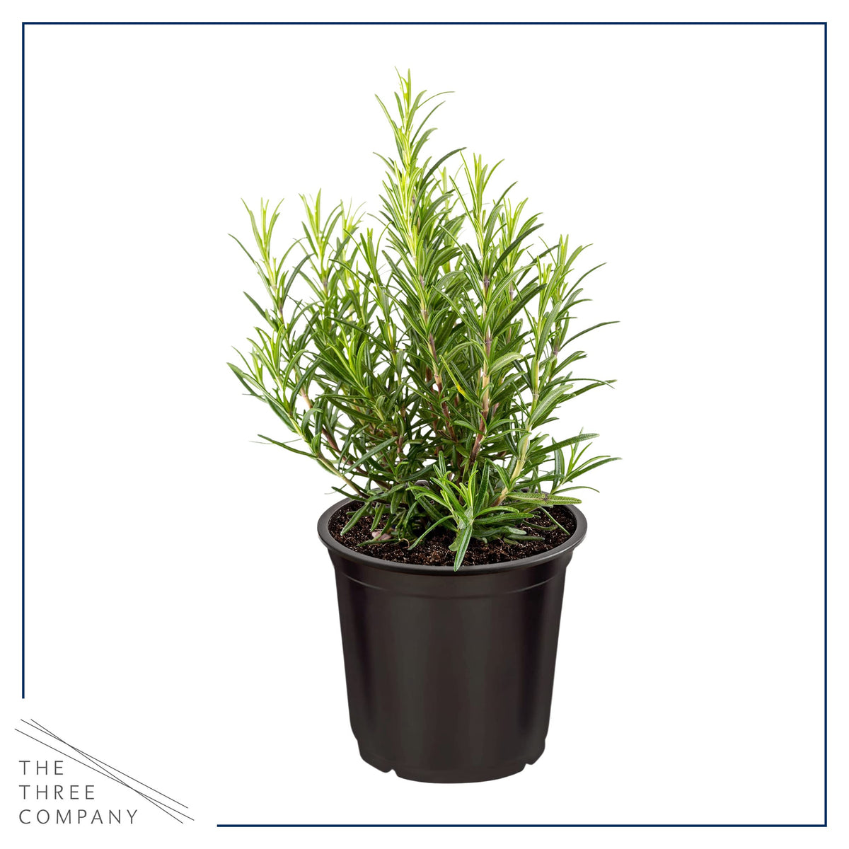 Live Aromatic and Edible Herbs - Assorted Varieties (4 Per Pack) - Lemon Verbena, Eucalyptus, Mint, Lemon Balm - 6" Tall by 3" Wide in 1 Pint Pot