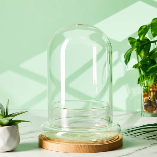 Perthlin 2 Pcs Glass Terrarium 5.9 x 7.9 Inch Terrarium Planter Container Clear Glass Dome Cloche with Airhole and Base for Plant Flower Home Tabletop Display Centerpiece, Plants Not Included