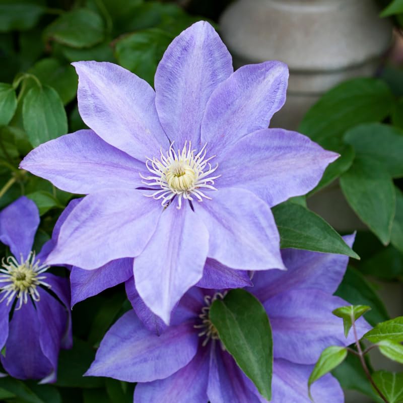 Light Blue Clematis Vine Plants Live in 2.5 Inch Pot, Clematis Plants Live, Clematis Vine Plant, Clematis Flower Perennial Starter Plant for Outdoor Garden