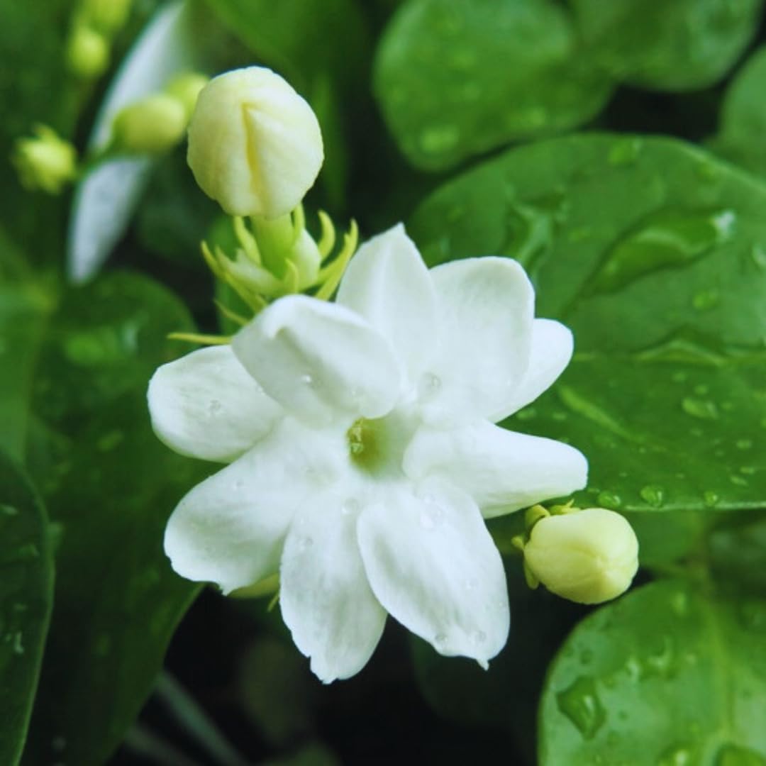 2 Maid of Orleans Sambac Jasmine Live Plants, Jasmine Plant Live, Sambac Jasmine, 4 to 6 Inc Tall, Tea Jasmine Fragrant Plant, Blooming Jasmine Plant