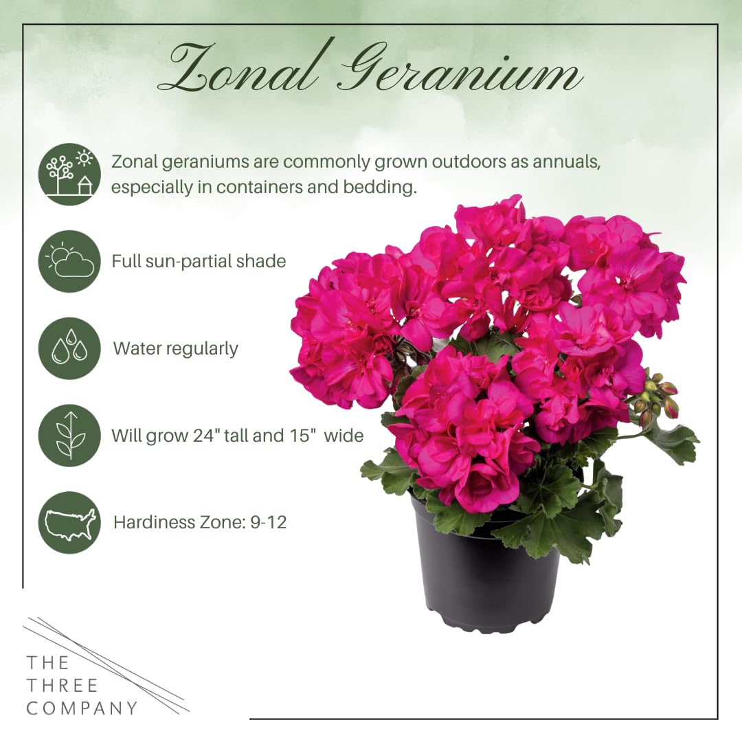 Live Flowering Zonal Geraniums - Grower's Choice Assorted Colors (3 Plants Per Pack) - Beautiful Spring Flowers - 12" Tall by 5" Wide in 1 Qt Pot