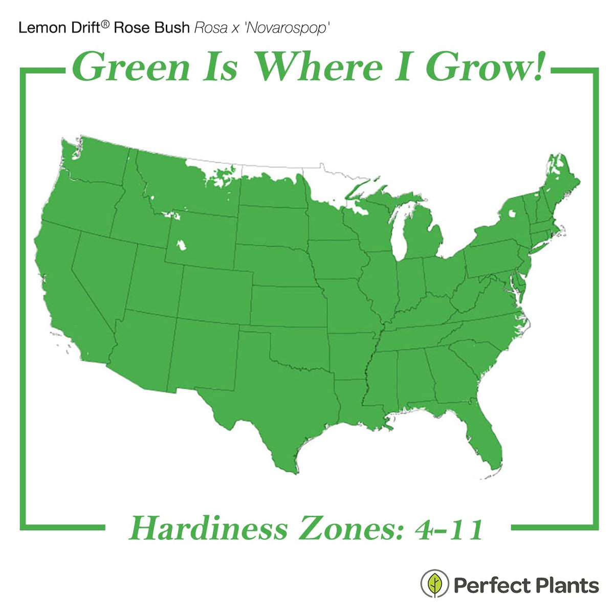 PERFECT PLANTS Lemon Drift Rose Bush 1 Gallon | Live Bushes for Outdoor Planting | Ground Cover Roses Stay Small | Bright Yellow Blooming Shrubs