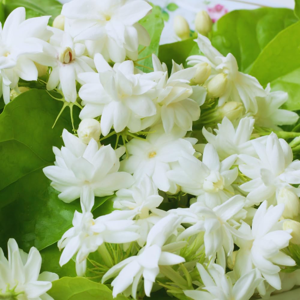 2 Blooming Jasmine Plants, Maid of Orleans Sambac Jasmine Live Plants, 4 to 6 Inc Tall, Jasmine Plants Live, Tea Jasmine Fragrant Plant, Live Jasmine Plant