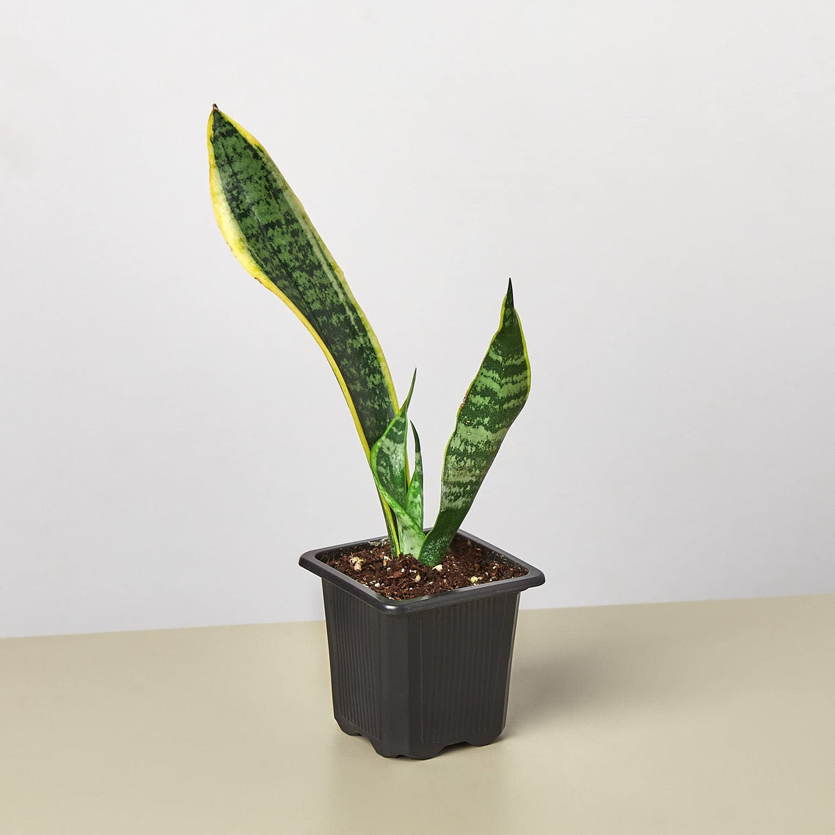 House Plant Shop | Snake 'Laurentii'- 4" Pot| Live Indoor Plant | Easy to Care | Natural Décor Plant | Great Gifts| Free Care Guide
