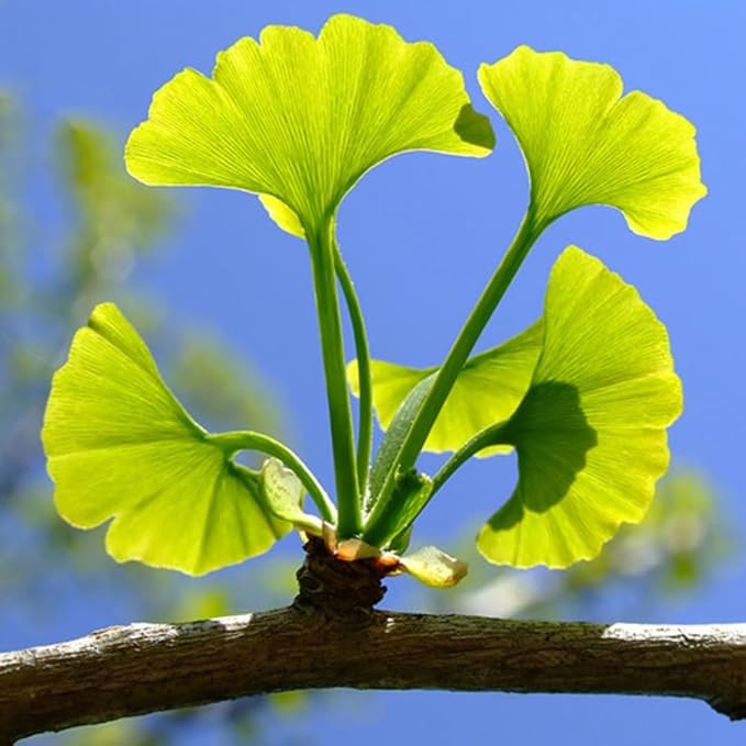 Ginkgo Leaf Powder | Ginkgo Biloba | Wildcrafted | 4oz