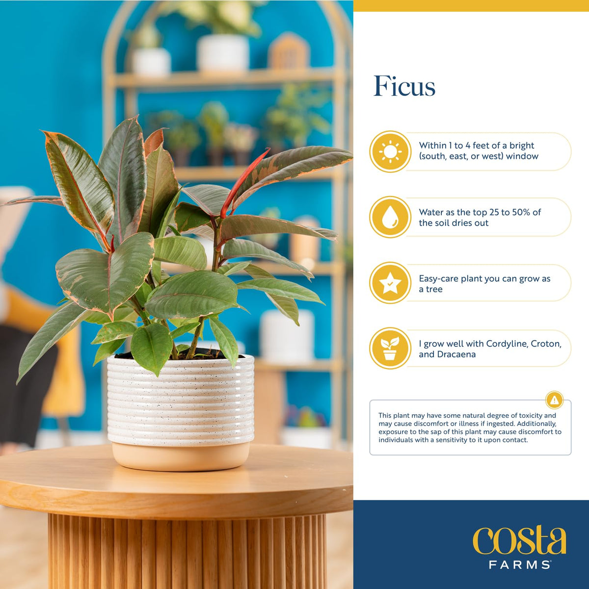 Costa Farms Ficus Live Plants (Pack of 6), Easy to Grow Live Indoor Houseplants, Grower's Choice Collection, Potted in Minimal Decor Plant Pots, Potting Soil, Housewarming Gift, Home and Room Decor