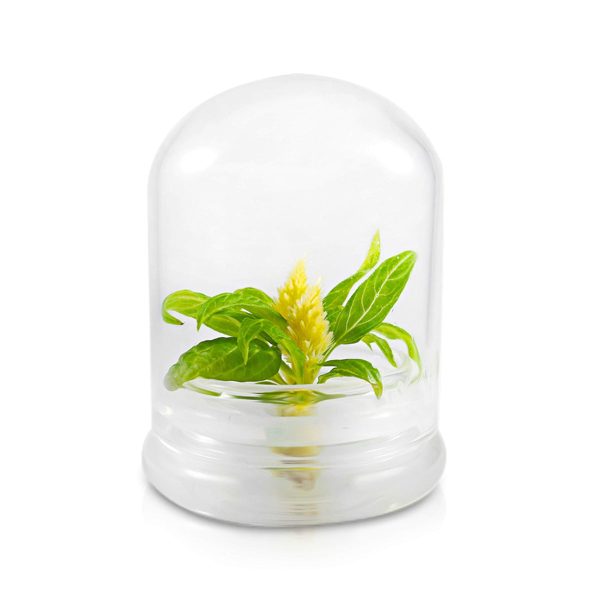 BLOOMIFY Celosia Flower Terrarium, Zero Care, Cockscomb, 4" Jar