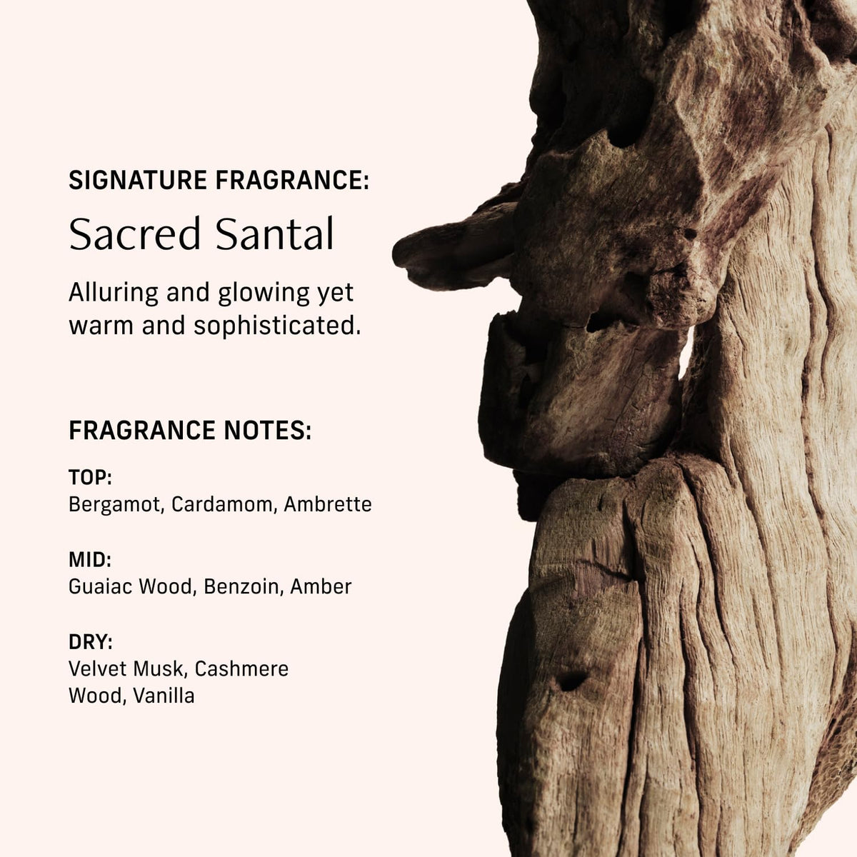 Perfume Oil Roll-on. Travel-Friendly Sacred Santal Fragrance with Bergamot, Amber, and Musk Notes. Long-Lasting Essential Oil Parfum for Women and Men. 0.5 Fl Oz Scented Rollerball Bottle