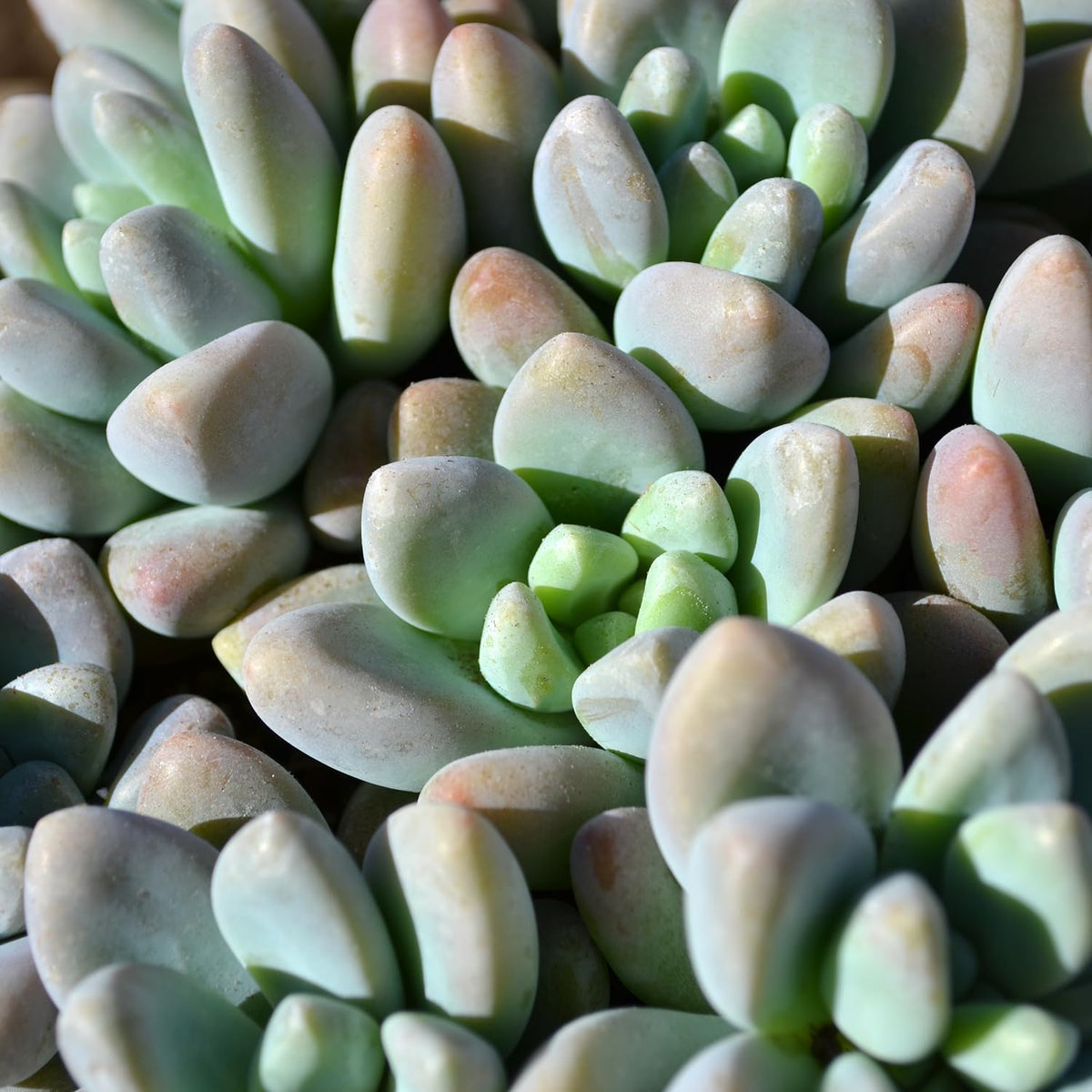 Altman Plants, Live Succulent Plants (20 Pack) Assorted Potted Succulents Plants Live House Plants in Cacti and Succulent Soil Mix, Cactus Plants Live Indoor Plants Live Houseplants in Planter Pots