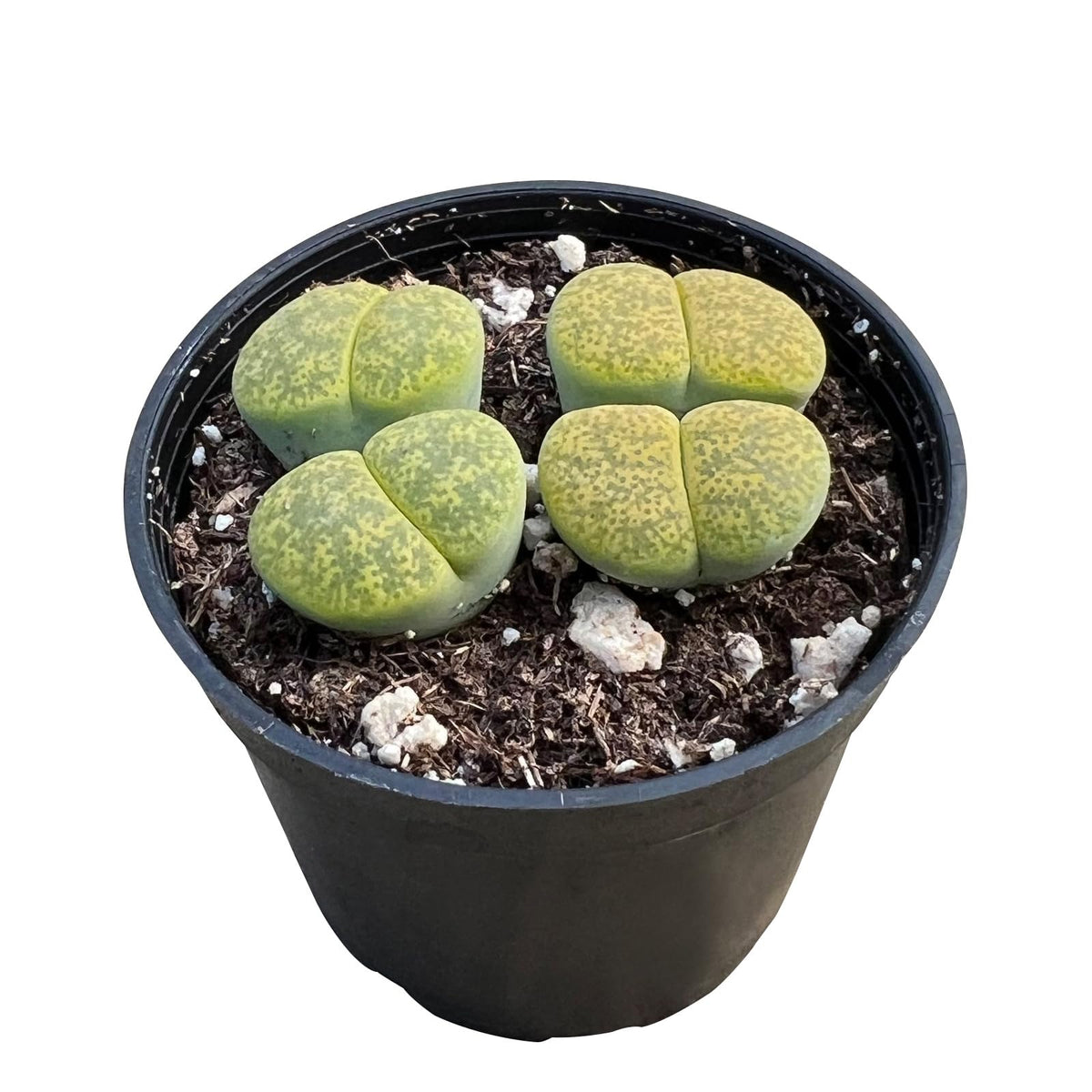 Sprout N Green Lithops Collection, 3 Live Succulent Stone Plant Fully Rooted in 2inch Starter Pot, Home Office Indoor Outdoor Wedding Decoration DIY Projects Party Favor