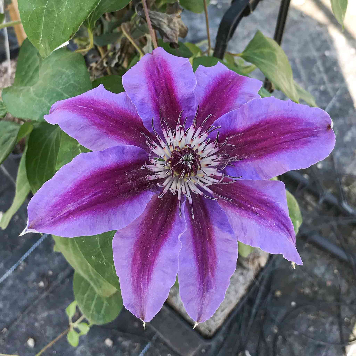 Clematis Fireworks - Live Plant in a 4 Inch Growers Pot - Clematis 'Fireworks' - Starter Plants Ready for The Garden - Beautiful Deep Pink and Purple Flowering Vine