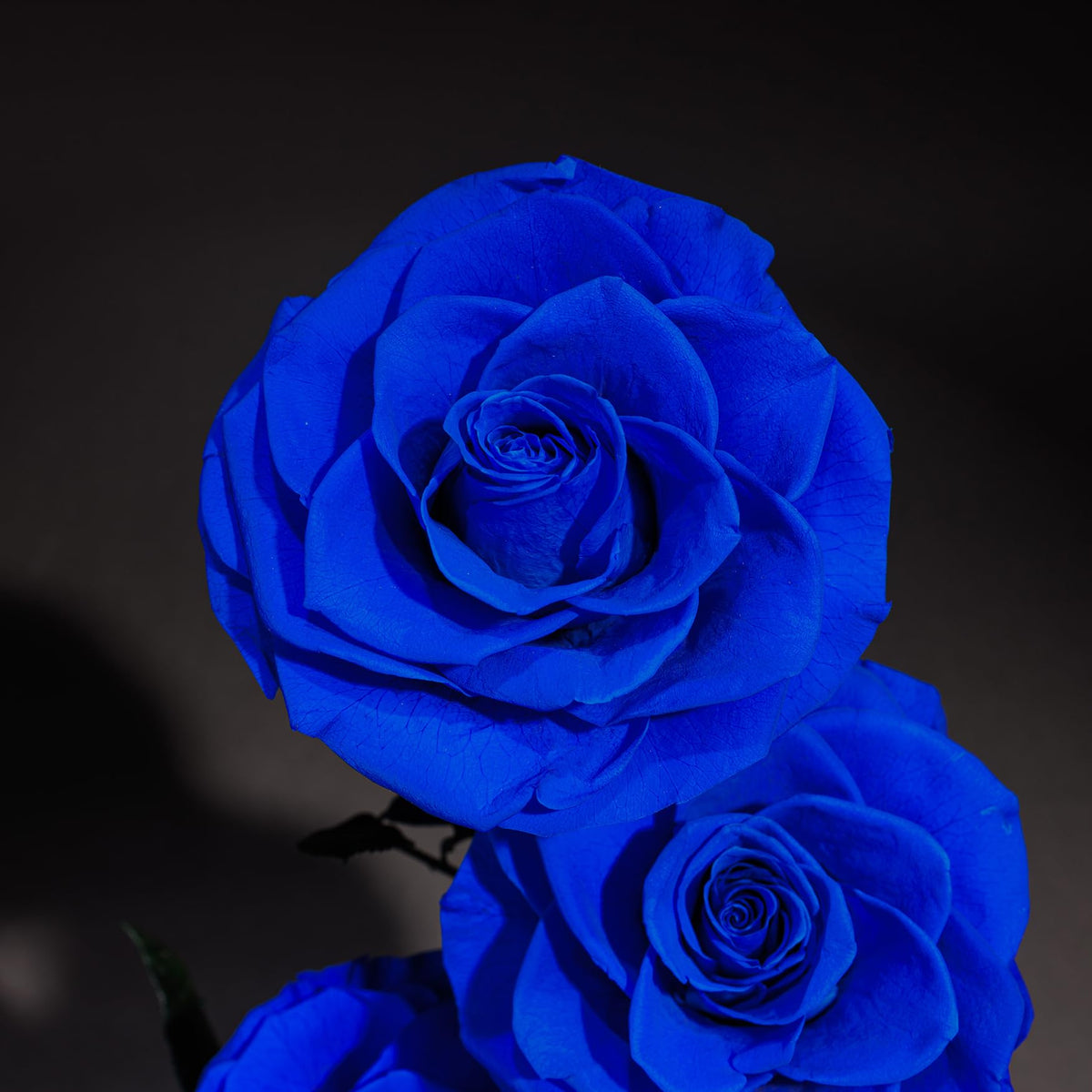 4 Preserved Flowers in Glass Dome - Roses Gift for Her - Birthday Flowers for Women, Blue
