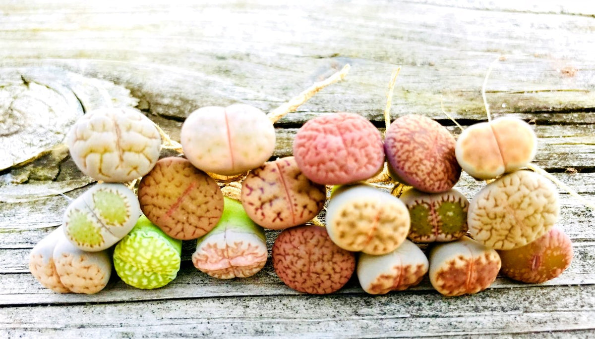 Pack of 30 Live Small Exotic Lithops Plant One Year Old Seedlings Perfect for Lithops Starter Great Terrarium Addition, Shipped Bare Root Without Soil or Pot