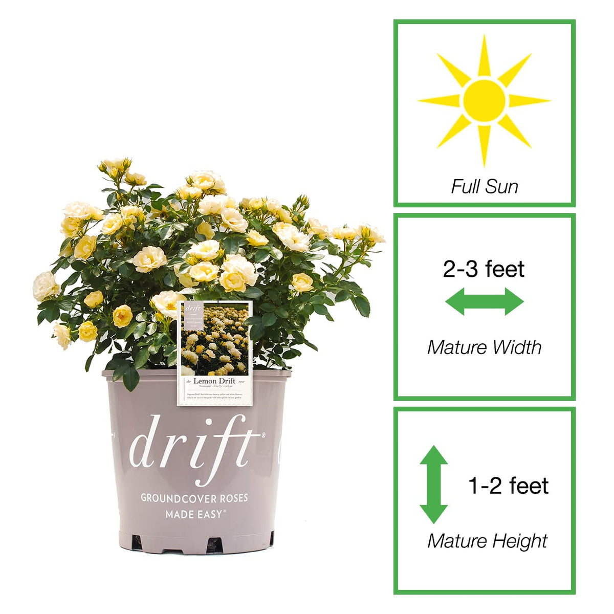 PERFECT PLANTS Lemon Drift Rose Bush 1 Gallon | Live Bushes for Outdoor Planting | Ground Cover Roses Stay Small | Bright Yellow Blooming Shrubs