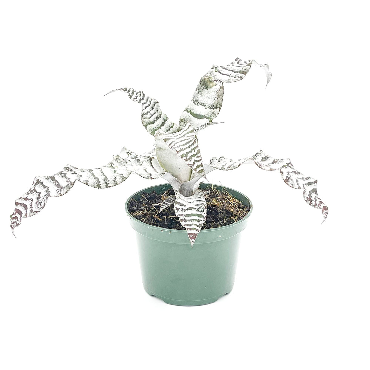 ragnaroc Live Plants – Cryptanthus ‘Absolute Zero‘, Jumbo 4-8" in 4" Pot - 1ct - Live Arrival Guaranteed - House Plants for Home Decor & Gift