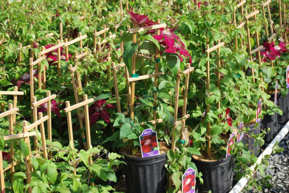 Perennial Farm Marketplace (Clematis Hybrid Rebecca) (Clematis Hybrid Rebecca) Vine, 4 Quart, Velvety Red Flowers