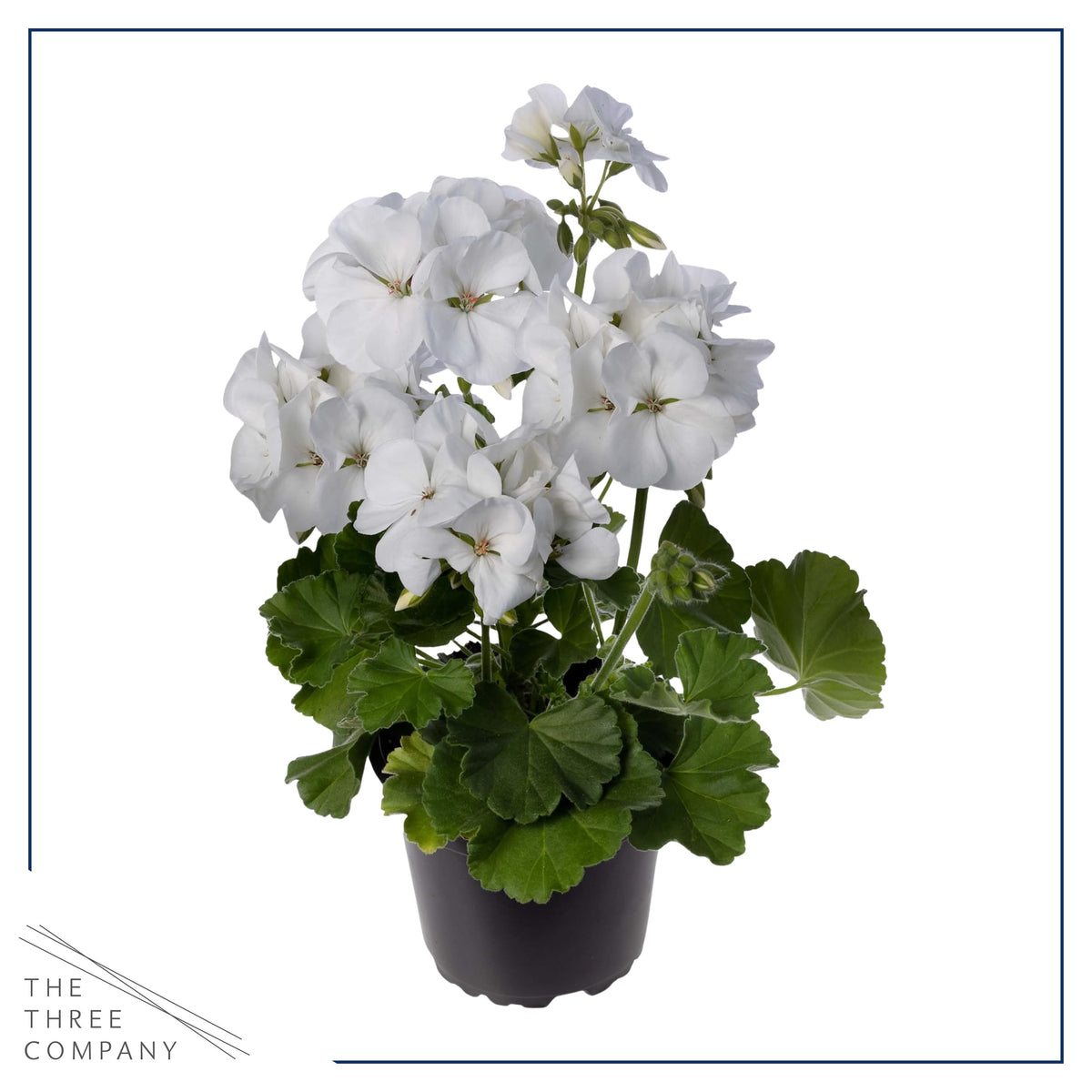 Live Flowering Zonal Geraniums - Grower's Choice Assorted Colors (3 Plants Per Pack) - Beautiful Spring Flowers - 12" Tall by 5" Wide in 1 Qt Pot