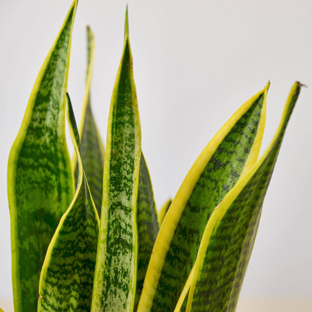 House Plant Shop | Snake 'Laurentii'- 4" Pot| Live Indoor Plant | Easy to Care | Natural Décor Plant | Great Gifts| Free Care Guide