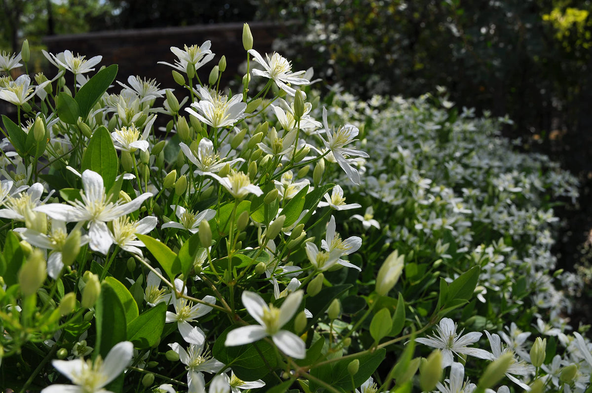 Clematis Sweet Autumn - Live Plant in a 4 Inch Growers Pot - Clematis 'Sweet Autumn' - Starter Plants Ready for The Garden - Beautiful White Flowering Vine