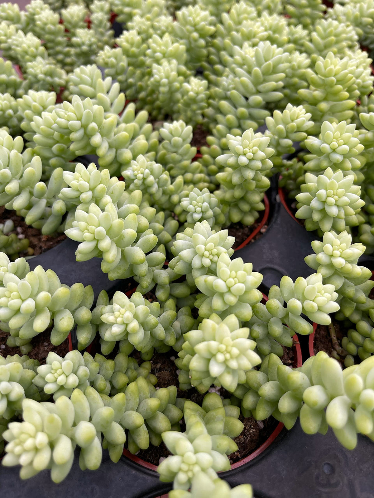 Living Succulent 4" Donkey Tails, Fully Rooted Succulents Plants Live, Succulent Plants Trailing Hanging, Sedum Burrito House Plant for Home Office Decoration, DIY Projects, Party Favor Gift