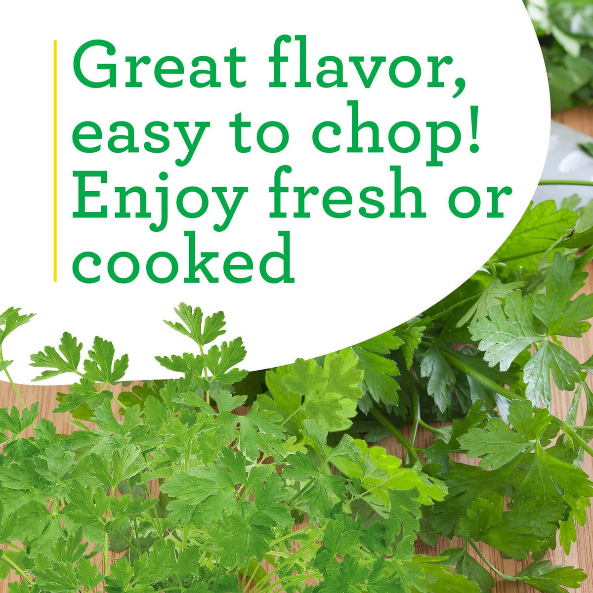 Bonnie Plants Flat Italian Parsley Live Herb Plants - 4 Pack, Biennial, Non-GMO, Garnish, Seasoning, Salads, Palate Cleanser
