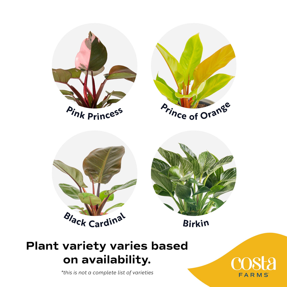 Costa Farms Philodendron Live Plants (Pack of 6), Easy to Grow Indoor Houseplants, Grower's Choice Collection, Potted in Minimal Decor Plant Pots, Potting Soil, Housewarming Gift, Home and Room Decor