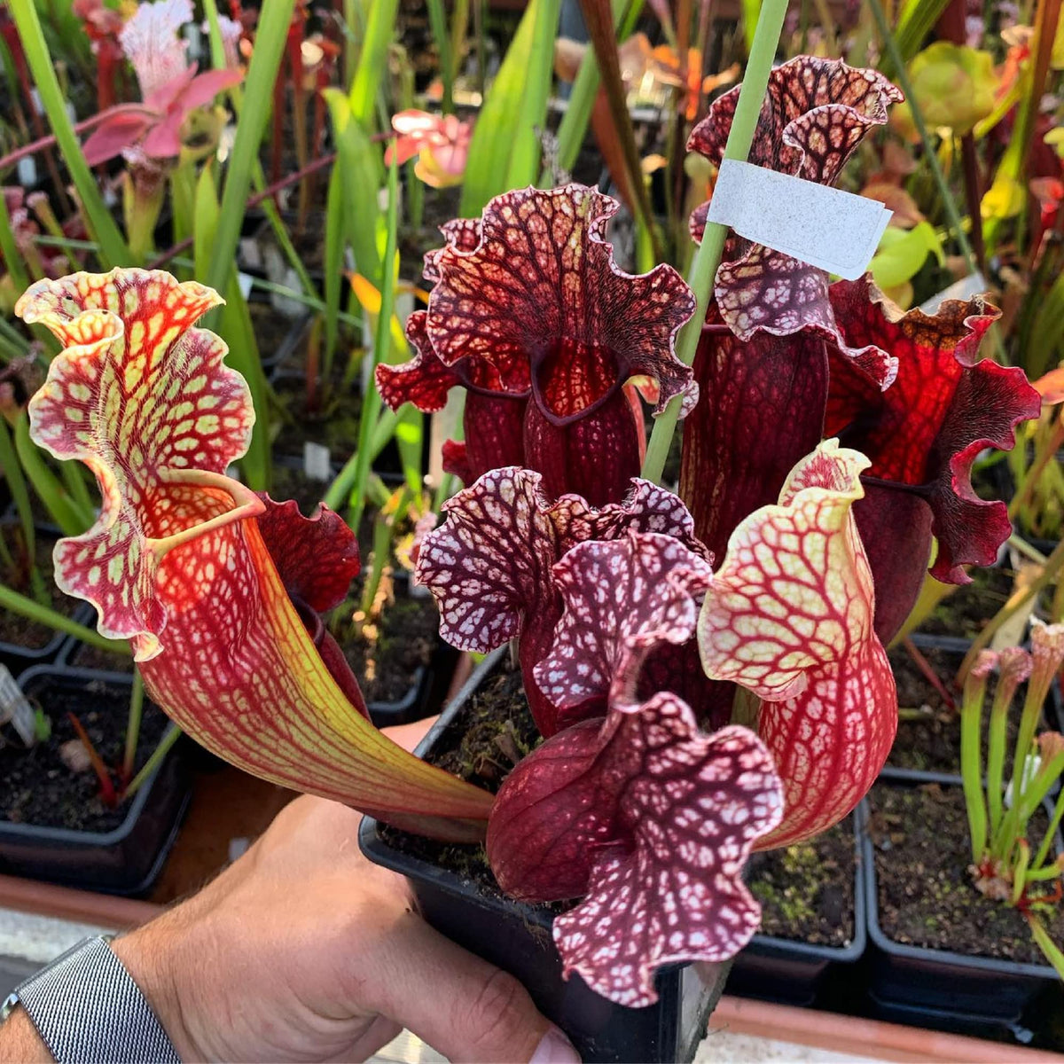 CHUXAY GARDEN Sarracenia Purpurea-Purple Pitcher Plant,Northern Pitcher Plant,Turtle Socks,Side-Saddle Flower 25 Seeds Hardy Carnivorous Plant Great for Garden