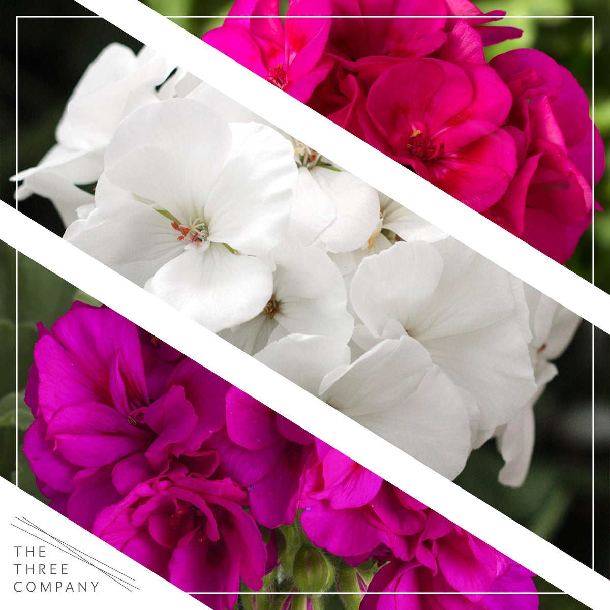 Live Flowering Zonal Geraniums - Grower's Choice Assorted Colors (3 Plants Per Pack) - Beautiful Spring Flowers - 12" Tall by 5" Wide in 1 Qt Pot