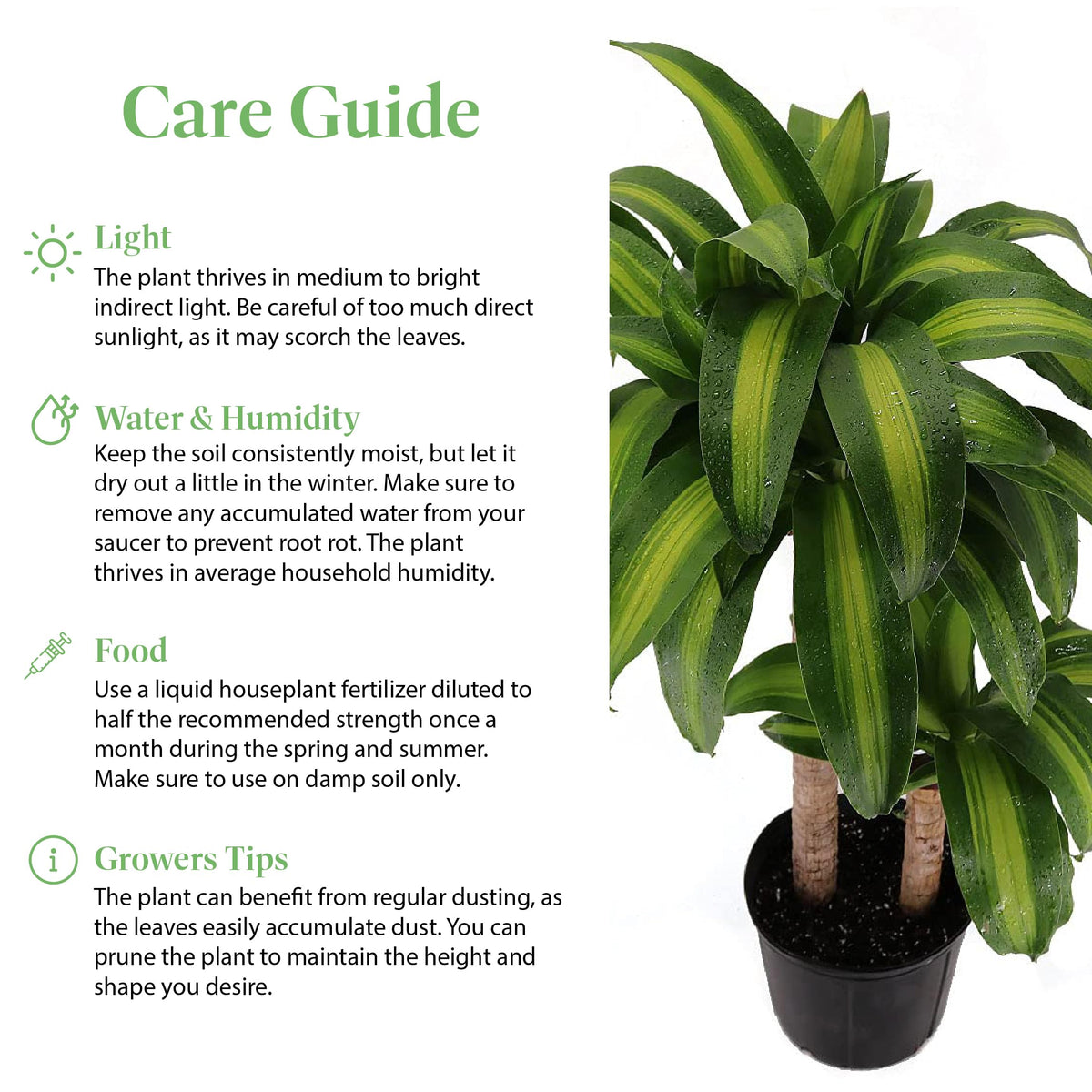 American Plant Exchange Dracaena Mass Cane ‘Corn Plant’ – Live 6-Inch Potted Indoor Houseplant, Low-Maintenance Air-Purifying Plant for Home, Office & Low-Light Spaces