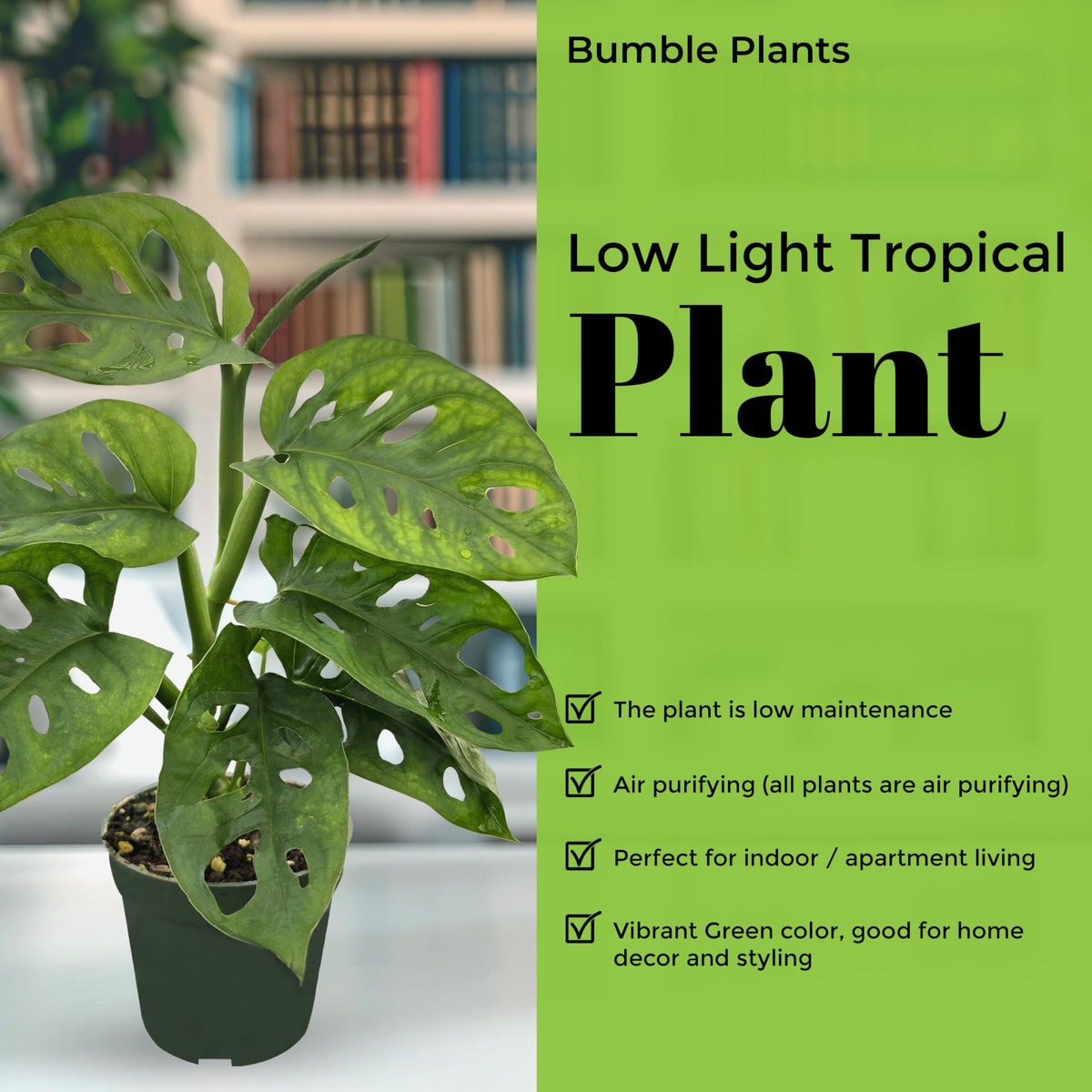 Bumble Plants Monstera Adansonii Real Indoor Plants Live Houseplants [Winter Thermal Packaging Included] | Air Purifier Indoor Plants | Real Plants Decor for Living Room, Office, Desk & Bathroom
