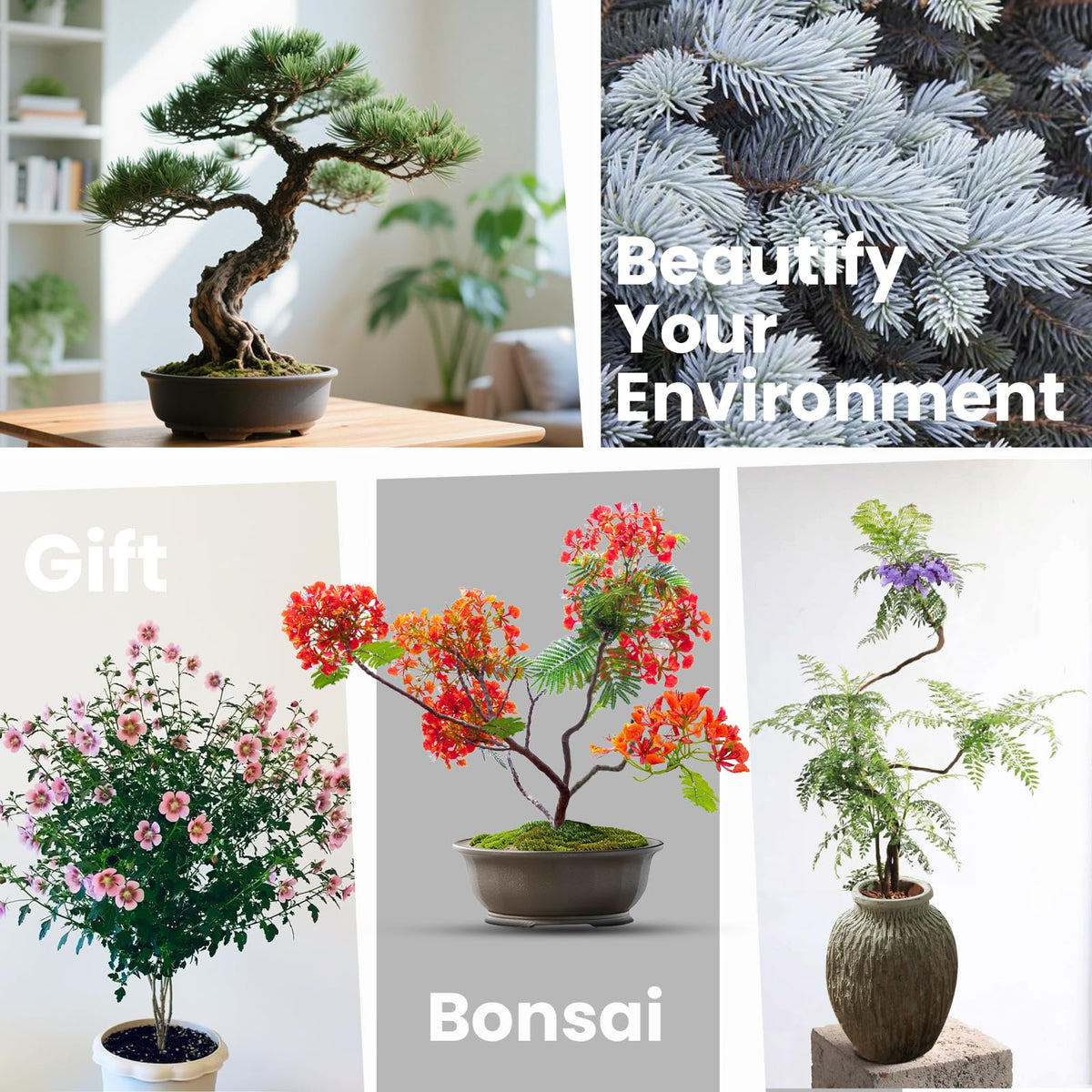 Bonsai Tree Kit – 5Pack Complete Indoor Starter Kit with 5 Unique Japanese Bonsai Trees, Tools & Planters – Perfect Gardening Gift for Women, Men, Plant Lovers – Great for Easter, Father’s Day