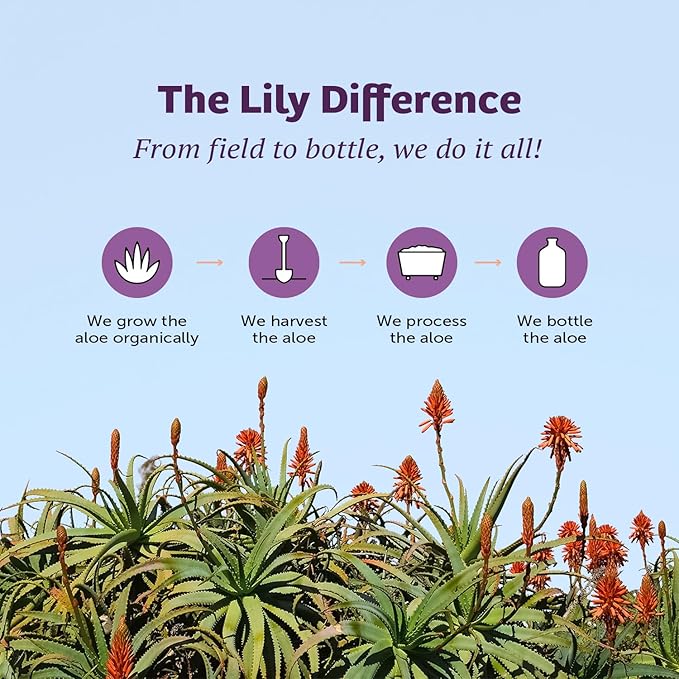 Lily Of The Desert Gelly Moisturizer - 99% Organic Aloe Vera Gel for Skin, After Sun Care with Aloe, Vitamin E Oil, and Vitamin C for Sunburn Relief, 12 Fl Oz
