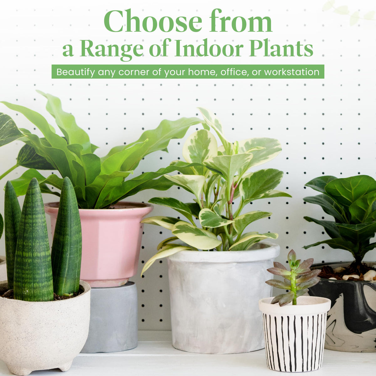 American Plant Exchange Dracaena Mass Cane ‘Corn Plant’ – Live 6-Inch Potted Indoor Houseplant, Low-Maintenance Air-Purifying Plant for Home, Office & Low-Light Spaces