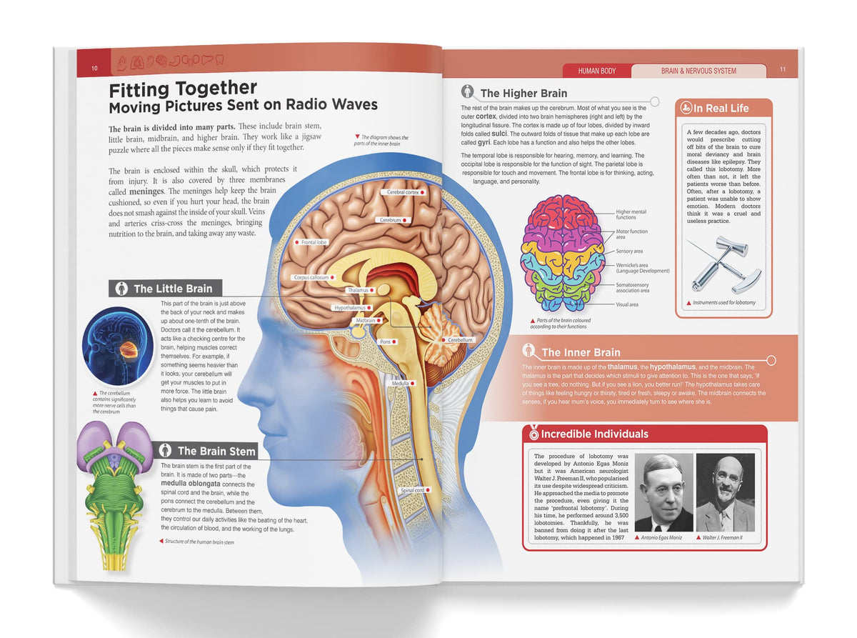 Knowledge Encyclopedia: Human Body (Knowledge Encyclopedia For Children)