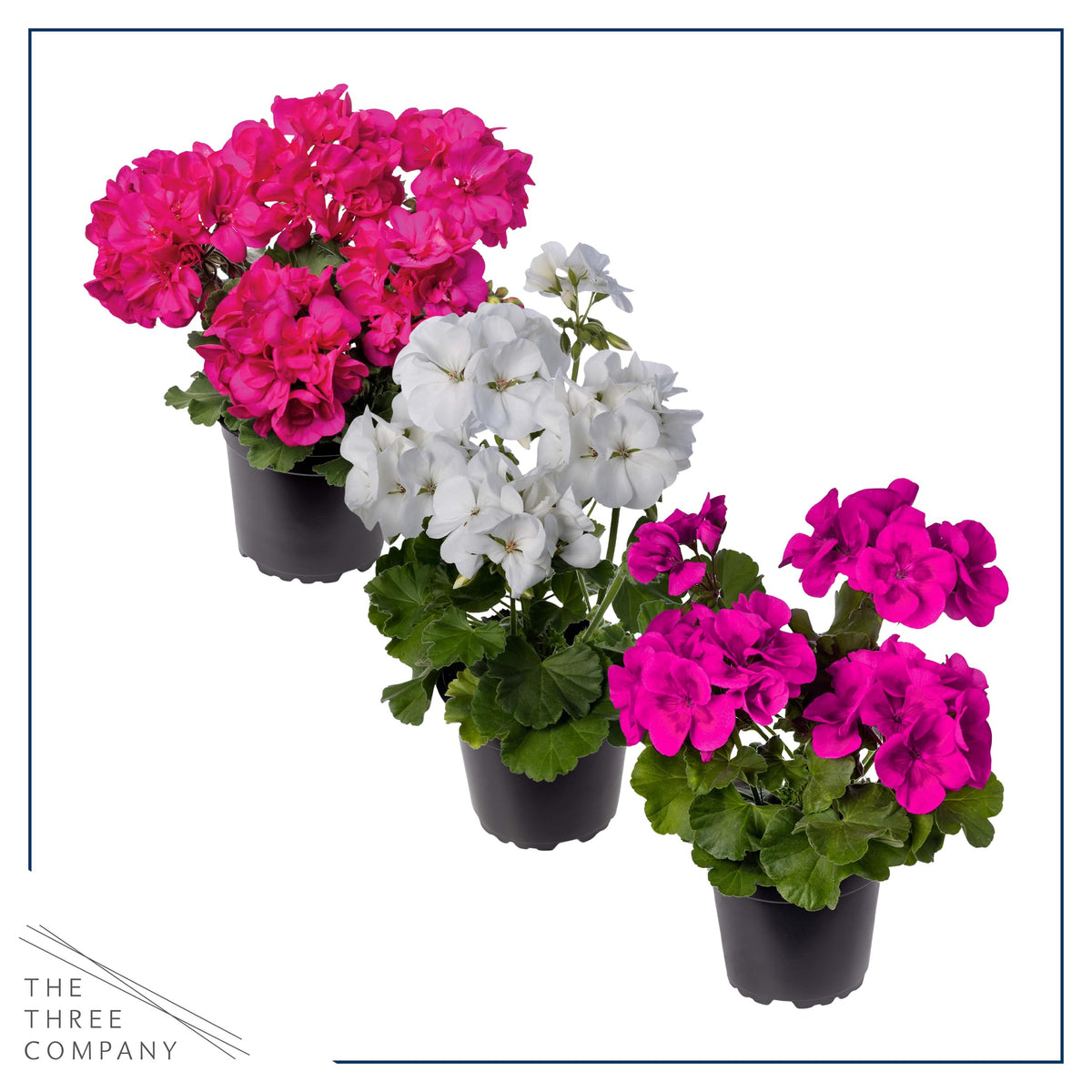Live Flowering Zonal Geraniums - Grower's Choice Assorted Colors (3 Plants Per Pack) - Beautiful Spring Flowers - 12" Tall by 5" Wide in 1 Qt Pot