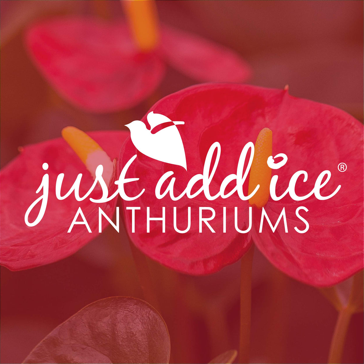 Plants and Blooms Shop JAI261 Anthurium Easy Care Live Plants, 5" Diameter, Pink