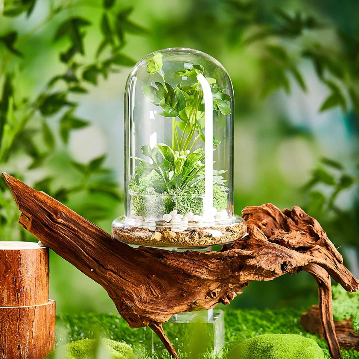 Perthlin 2 Pcs Glass Terrarium 5.9 x 7.9 Inch Terrarium Planter Container Clear Glass Dome Cloche with Airhole and Base for Plant Flower Home Tabletop Display Centerpiece, Plants Not Included
