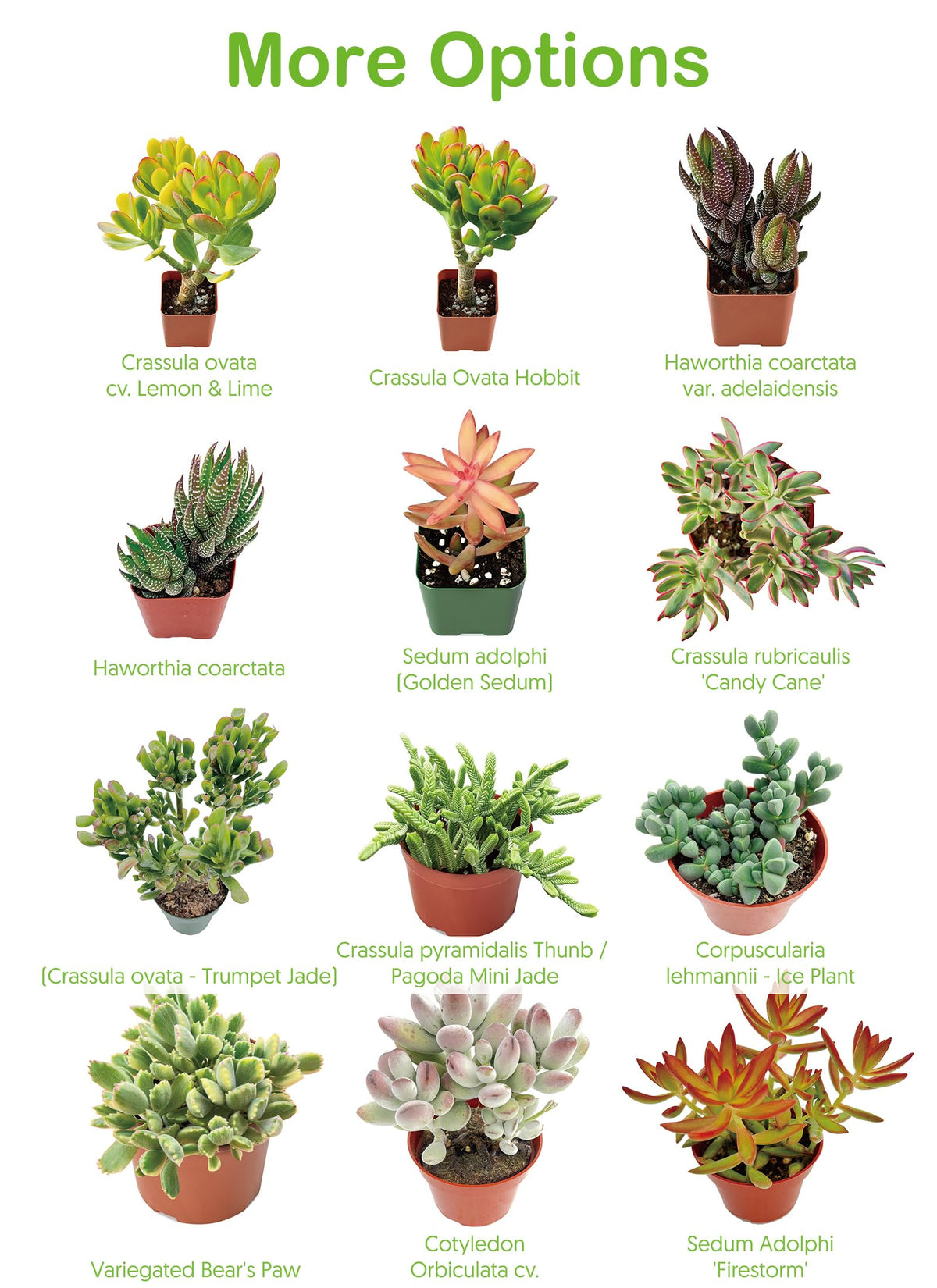 2" Live Succulent 'Baby Toes', Rare Succulent Plants Fully Rooted in Pots, Unique House Plant for DIY, Party Favor, Home Office Decoration