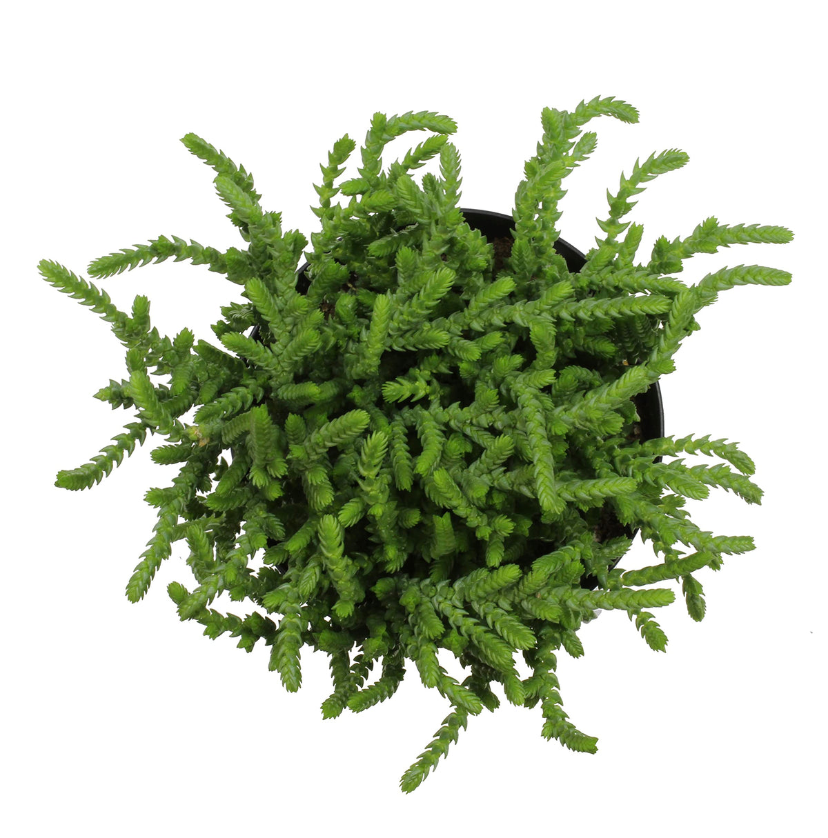 Altman Plants, 3.5" Watch Chain Crassula Live Succulent Plant Succulent Plants, Live Succulents Plants Live Indoor Plants Live Houseplants Live Indoor House Plants Indoors, Live Plants Indoor Plants