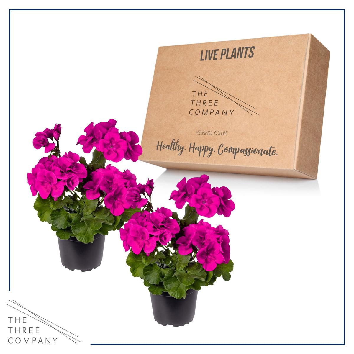 Live Flowering Zonal Geraniums - Grower's Choice Assorted Colors (3 Plants Per Pack) - Beautiful Spring Flowers - 12" Tall by 5" Wide in 1 Qt Pot