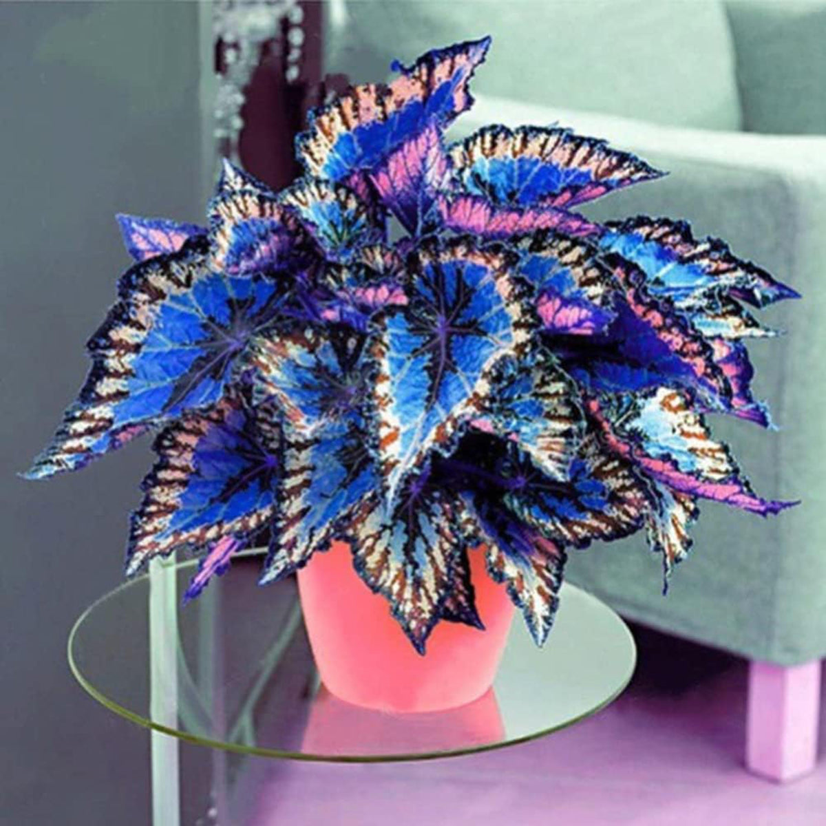 Rare Coleus Popular Ornamental Plant seeds Vibrant Foliage Easy to Maintain Adding Vibrant Accents to Gardens and Containers Used in Container Gardening,Hanging Baskets Outdoor 100Pcs by YEGAOL Garden