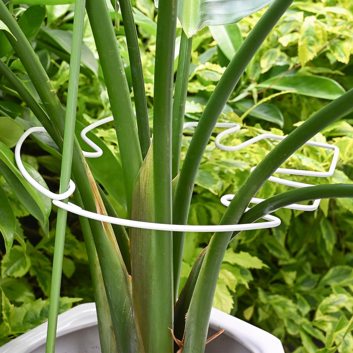 Yohsnor 5PCS Monstera Plant Stem Support White - 11x9.4 inches, Durable Adjustable Leaf Supports for Indoor Plants, Fishbone Cactus Stake Holder for Garden Stability