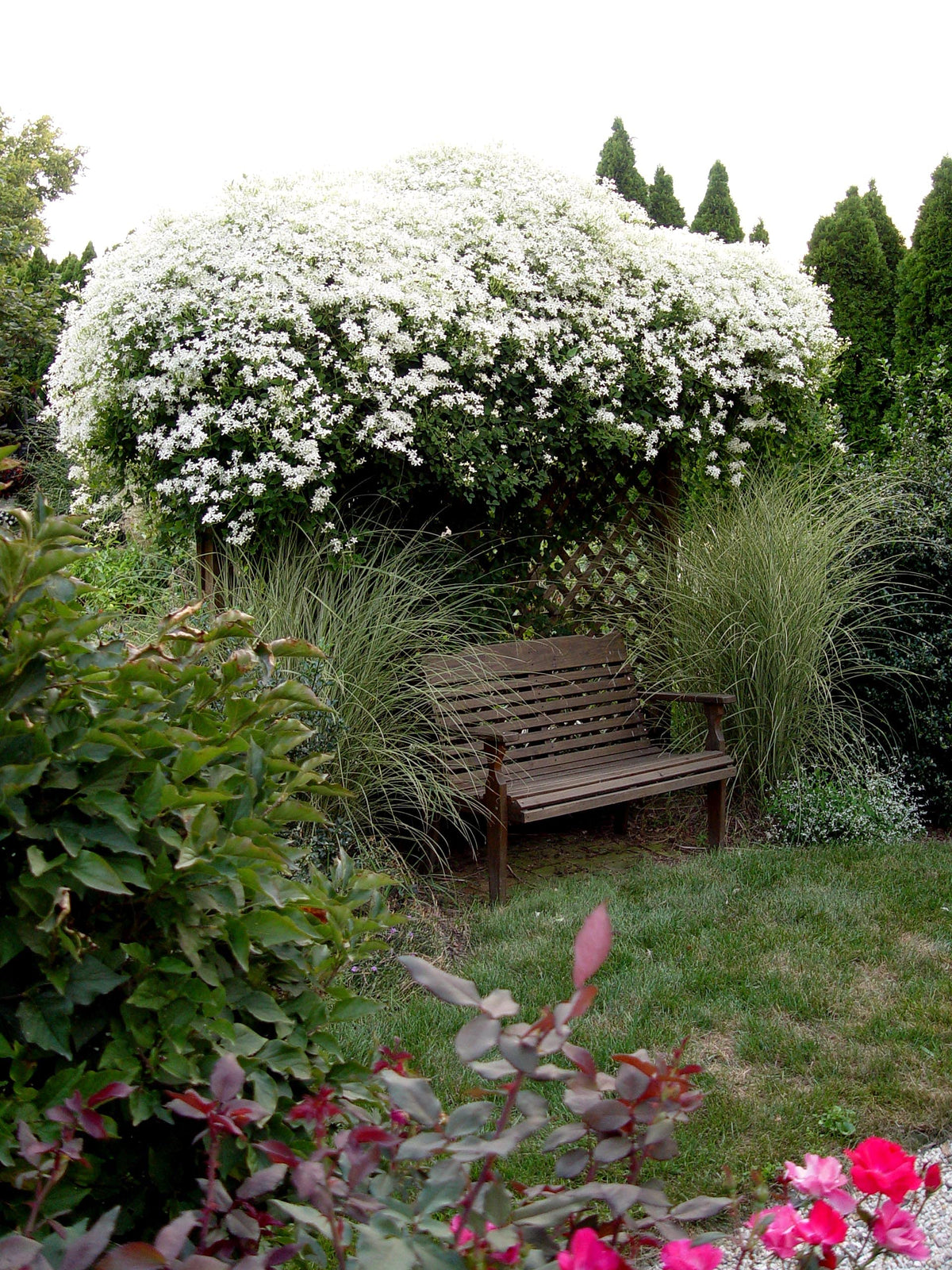 Clematis Sweet Autumn - Live Plant in a 4 Inch Growers Pot - Clematis 'Sweet Autumn' - Starter Plants Ready for The Garden - Beautiful White Flowering Vine