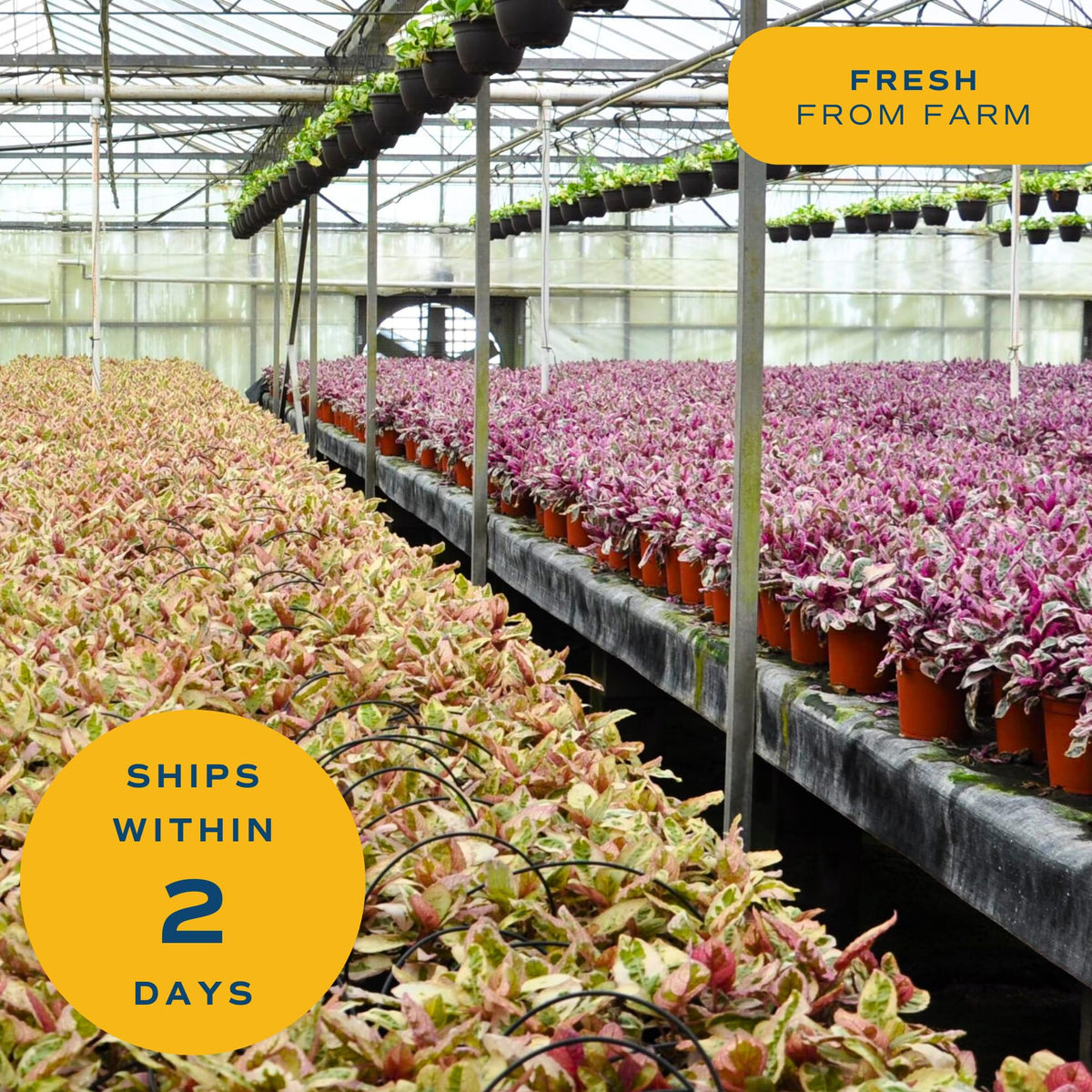 Costa Farms Live Plants (3 Pack), Easy to Grow Real Indoor Houseplants, Air Purifying Plants, Grower's Choice in Home Décor Indoors Plant Pots, New House Gift or Room Décor