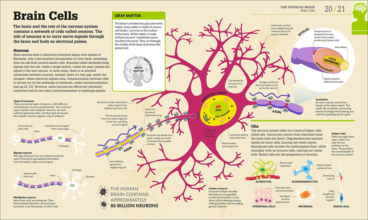 How the Brain Works: The Facts Visually Explained (DK How Stuff Works)