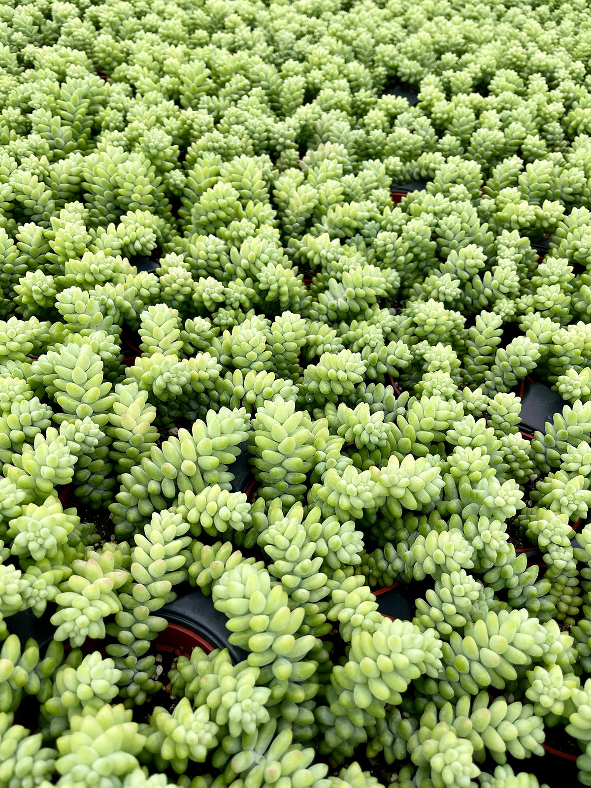 Living Succulent 4" Donkey Tails, Fully Rooted Succulents Plants Live, Succulent Plants Trailing Hanging, Sedum Burrito House Plant for Home Office Decoration, DIY Projects, Party Favor Gift